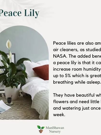 Bedroom Plant 4: Peace Lily. These are amazing air cleaners studied by NASA. They can also increase room humidity by up to 5%, which is great for breathing while you sleep.