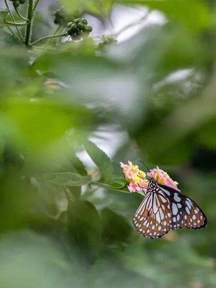 A Blue Tiger butterfly on a Lantana flower. The contrast of its patterned wings against the soft green background makes for a beautiful composition.