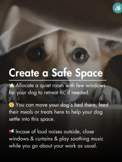 The Pack - Online Pet Parent Community A Voice for Every Dog photo 43