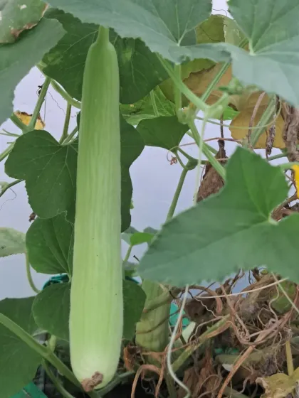 Bhardwaj - Urban Gardening Consultation Grow Your Own Organic Vegetables photo 4