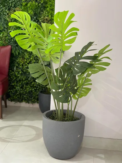 Beyond walls, we offer stunning artificial planters. This monstera plant provides a bold, tropical statement, perfect for corners that lack the natural light required for a real plant to thrive.