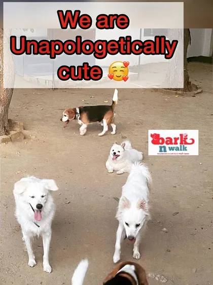 This picture says it all: "We are unapologetically cute". A happy group of Indian Spitz and Beagles posing for the camera. Their confidence and happiness are my biggest rewards.