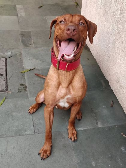 Another shot of Eiro. His happy expression shows how much he enjoys the engagement and structure that comes with training.