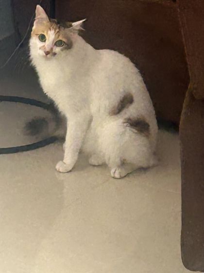 Star Pups - Pet Boarding & Daycare Cozy Cats Corner photo 11