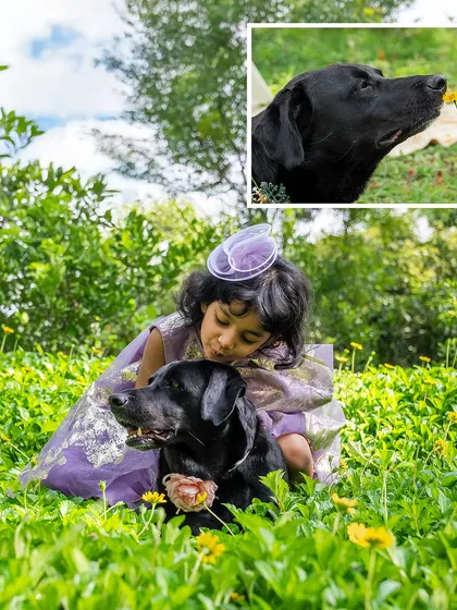 A magical moment in a field of yellow flowers. A little girl in a beautiful purple dress shares a quiet moment with her black Labrador, Bagheera, who is adorned with a floral collar. This is a fairytale-like childhood portrait.