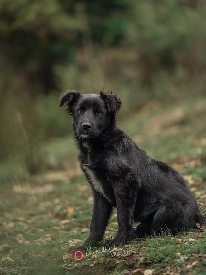Pragalbh - Commercial Pet Photography On Location: Himalayan Dogs & Livestock photo 6