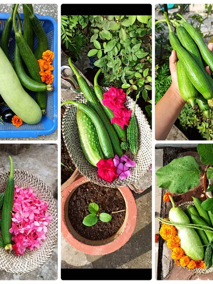A collage showcasing the variety of harvests over a couple of weeks. You can see gourds, brinjals, beans, and even flowers that I use for decoration or in the kitchen.