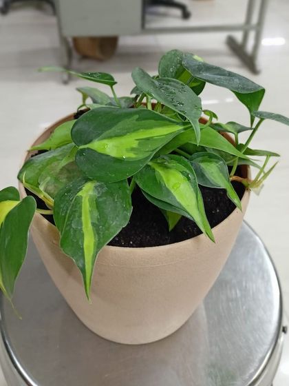 Multiplex Urban Green - Landscape & Garden Services Indoor & Air-Purifying Plants photo 11