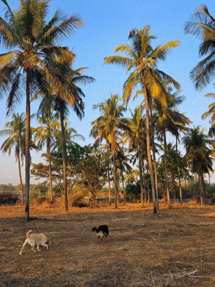 Canine Coach Disha - Dog Socialization & Confidence Building Real-World Ready: Building Confidence Everywhere photo 12