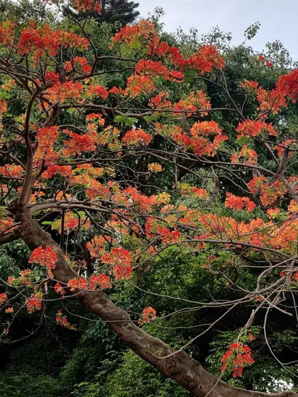 The beautiful Gulmohar trees in full bloom at Cubbon Park. Nature provides the best inspiration, and I often take photos like this to inspire future landscape and floral paintings.