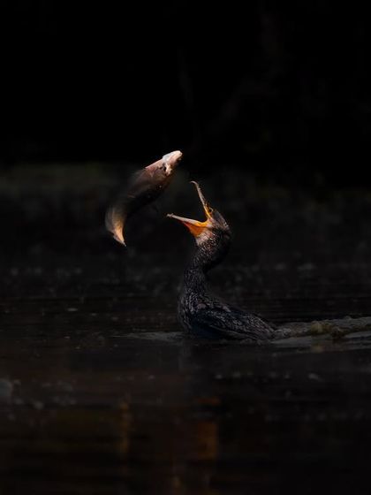 A little cormorant with a fish, captured in a moment of success. The dark, almost black background isolates the subject, creating a dramatic and intense portrait of a hunter with its prize.