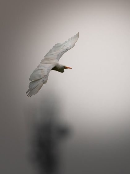 A minimalist shot of a cattle egret in flight. The soft, grey, out-of-focus background isolates the bird, emphasizing the elegant shape of its wings and its graceful movement.