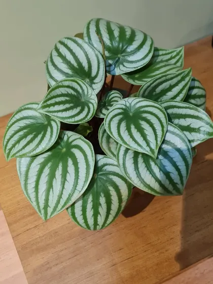 The Watermelon Peperomia is one of my absolute favorites. Its leaves have a striking resemblance to a watermelon rind, making it a fun and stylish addition to any indoor plant collection. It's a real conversation starter.