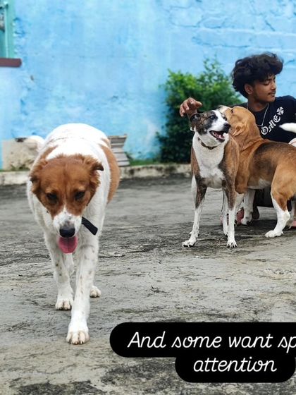 And some want special attention. We make sure to give each dog what they need.