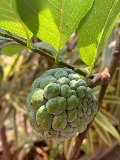 A healthy custard apple (sitaphal) growing on a tree in one of my balcony projects, showing that growing fruit in urban spaces is possible.