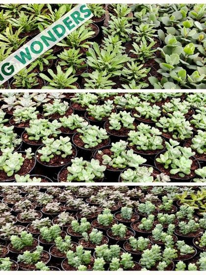 Greening Wonders - Corporate & Personal Plant Gifting Additional Work photo 38