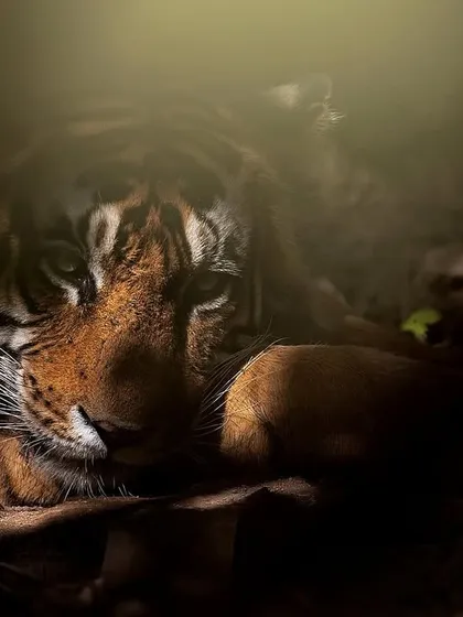 A creative, moody shot of the shy male tiger T101 Hades, using shadows and a sliver of light to create drama. We explore advanced techniques like this in my workshops.