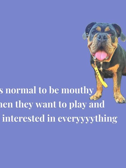 Tulsa Dog Trainer - Immersive Board & Train Programs Puppy Foundation Program photo 4