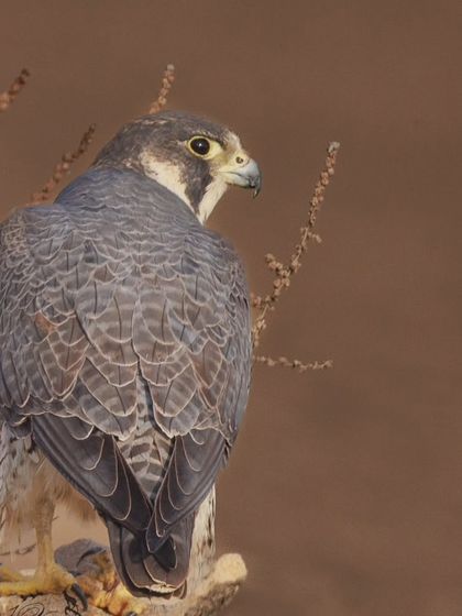 The Peregrine Falcon, the fastest animal on the planet, surveys its territory from a perch in the Little Rann of Kutch. Its sharp gaze and powerful build are evident even at rest.