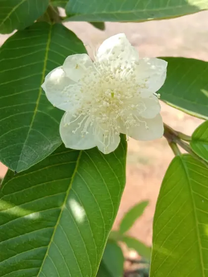 A delicate white Guava flower in bloom, a sign of future fruit. I provide grafted guava plants that are suitable for growing in large pots on a sunny terrace, allowing you to enjoy homegrown fruit.