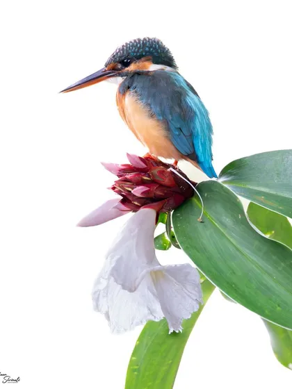 A slightly closer crop of the female Common Kingfisher. The high-key lighting perfectly isolates the bird and the flower, removing all distractions and focusing entirely on the vibrant colors and sharp details.
