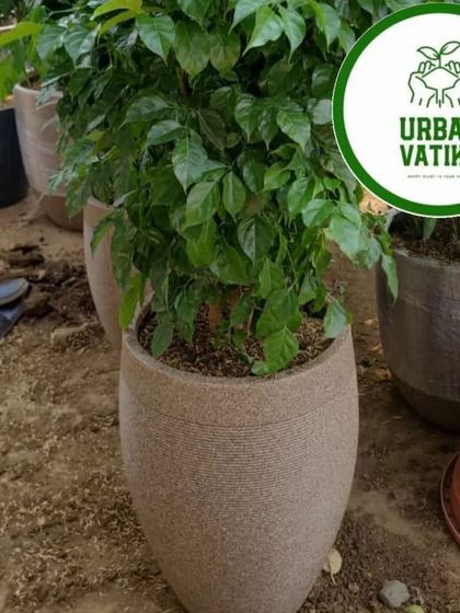 A lush China Doll plant in a beautiful stone-finish pot, ready to bring life to a new space.