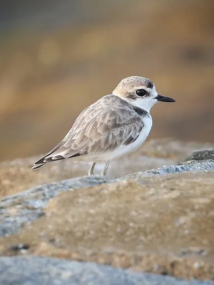 A Malaysian Plover, an uncommon resident bird of Singapore. These small shorebirds are often found on sandy beaches and mudflats, where they can be difficult to spot.