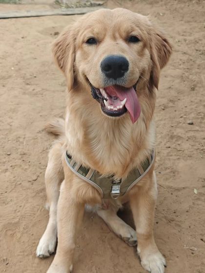 Meet Alfie, an 8-month-old Golden Retriever, after his first obedience session. He's a lovely, intelligent pup with a great food drive, which makes training a rewarding experience for both him and our trainer Simran.
