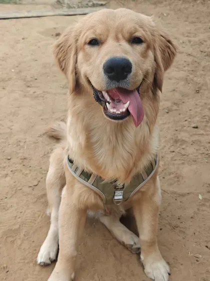 Meet Alfie, an 8-month-old Golden Retriever, after his first obedience session. He's a lovely, intelligent pup with a great food drive, which makes training a rewarding experience for both him and our trainer Simran.