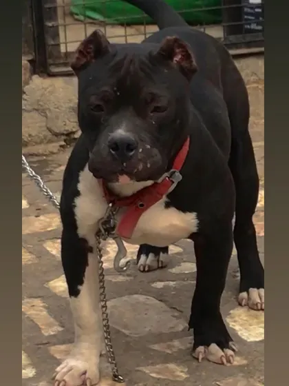Another powerful stance from Sultan, showing his confidence.