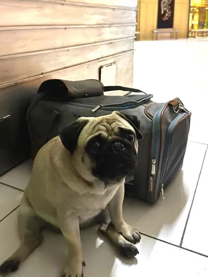 Bella sitting patiently by her travel bag. I make sure pets have time to stretch their legs before boarding for a long flight.