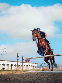 Horsemanship Certification Courses