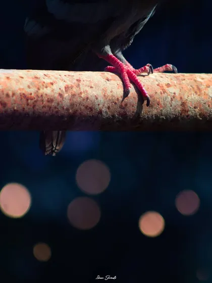 This image is a creative double exposure focusing on the often-overlooked details of a common Feral Pigeon. I combined a close-up of its crimson claws on a rusty pipe with out-of-focus city lights to create a moody and abstract urban wildlife shot.