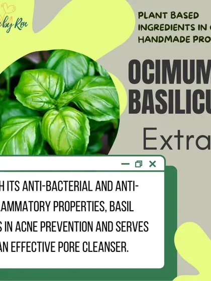 Highlighting Basil (Ocimum Basilicum) extract. Its anti-bacterial and anti-inflammatory properties make it an effective pore cleanser and a great ingredient for acne prevention.