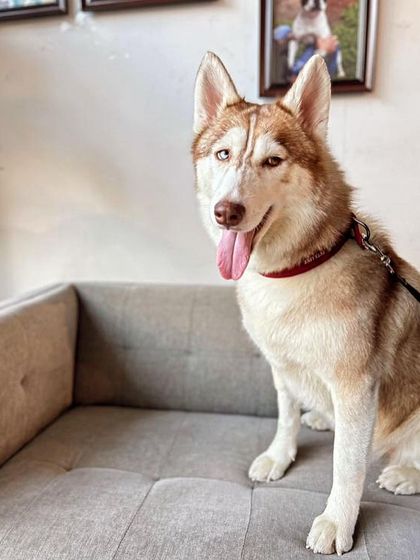 PL Paws - Dog Adoption Services Happy Tails: Our Adoptees in Their Forever Homes photo 87