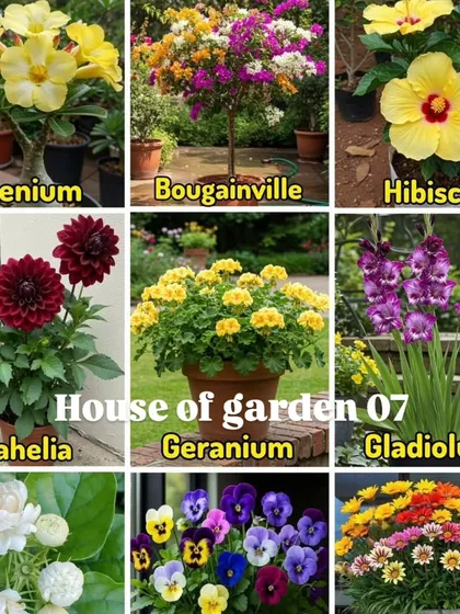 Another look at some of the best flowering plants for your garden. I have a wide variety available for the monsoon season.