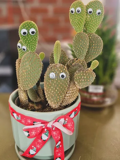 My Baagaan is all set for Christmas. This cute cactus with googly eyes and a festive ribbon is sure to bring a smile to anyone's face.
