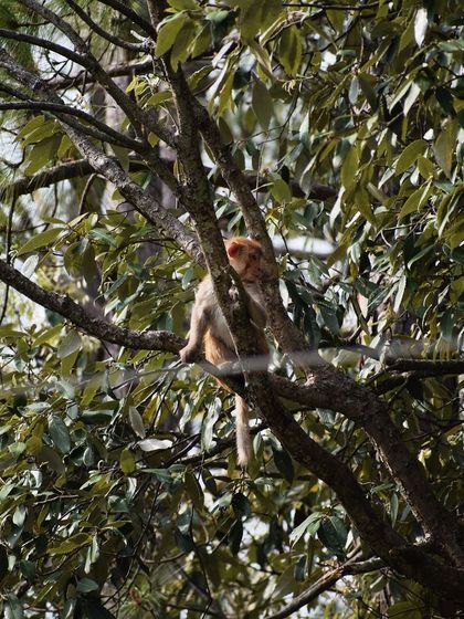 Manya Upadhyay - Travel & Documentary Photography Wildlife Encounters photo 57