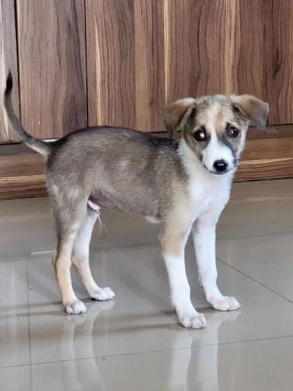 Mr. Peanut standing tall and proud. This handsome 2.5 month old indie pup is looking for a forever home in Bangalore.