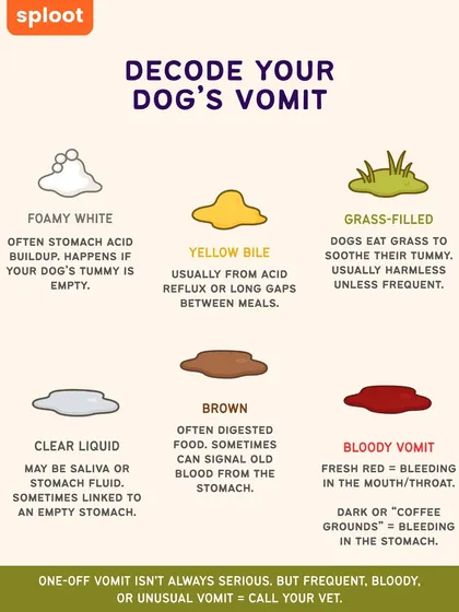 It can be alarming when your dog throws up, but not all vomit is the same. This guide helps you decode what different types of vomit might mean, from harmless grass-filled bile to signs that you should call your vet right away.