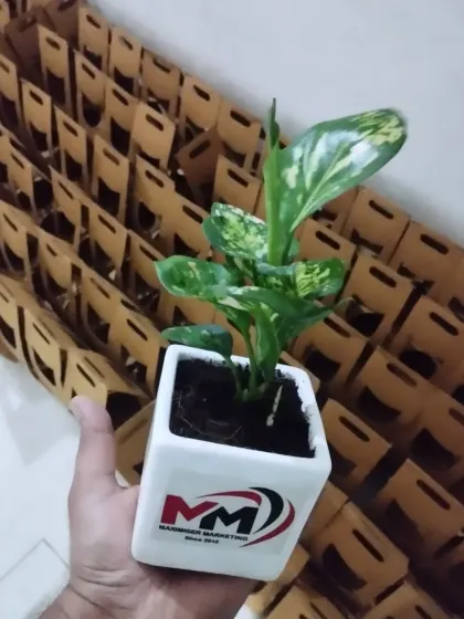 A hand holds up a finished gift: an Aglaonema plant in a pot branded for 'Mahabir Marketing'. This demonstrates the final, ready-to-gift product that we deliver to our corporate clients.