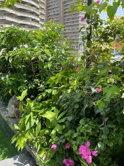 The artificial turf area on this terrace is bordered by a profusion of flowering plants, including bougainvillea and jasmine, adding both colour and fragrance to the space.