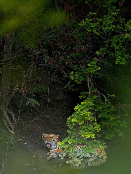 Two tigers resting by the water on a lazy afternoon. Even in moments of rest, their power is palpable, and it's a great time to work on composition and capturing serene portraits.