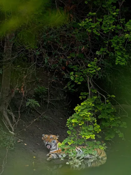 Two tigers resting by the water on a lazy afternoon. This peaceful scene offers a glimpse into the quieter, more relaxed moments in the life of these powerful animals.