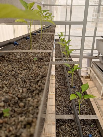 This shows the beginning stages inside a new setup. The young plants are spaced out in the pebble-like medium, ready to take root and grow. The black tubing is the automated drip irrigation system.