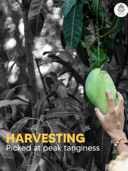 We hand-pick every mango at its peak tanginess. This ensures that every bite of our aam achaar has that perfect sour kick that you love.