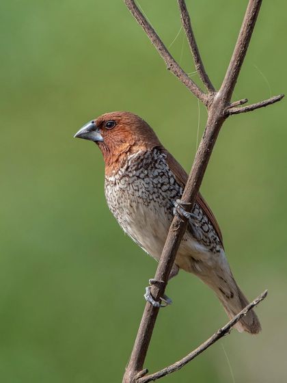 A Scaly-breasted Munia, showcasing the intricate, scale-like patterns on its breast. Macro details like this are a rewarding part of bird photography.