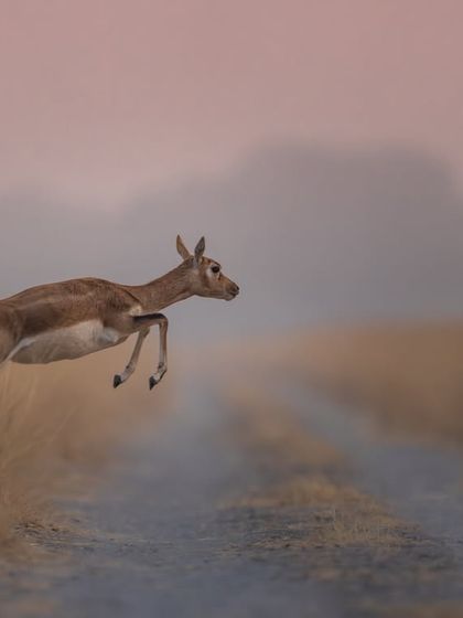 A single blackbuck frozen in mid-air as it leaps across a path. The soft, pinkish light of dusk and the misty background create a serene and beautiful mood.