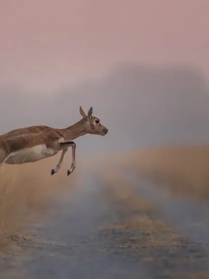 A single blackbuck frozen in mid-air as it leaps across a path. The soft, pinkish light of dusk and the misty background create a serene and beautiful mood.
