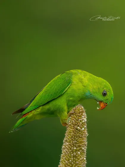 This close-up of a Vernal Hanging Parrot shows the texture of its feathers and the seeds it's eating in great detail.